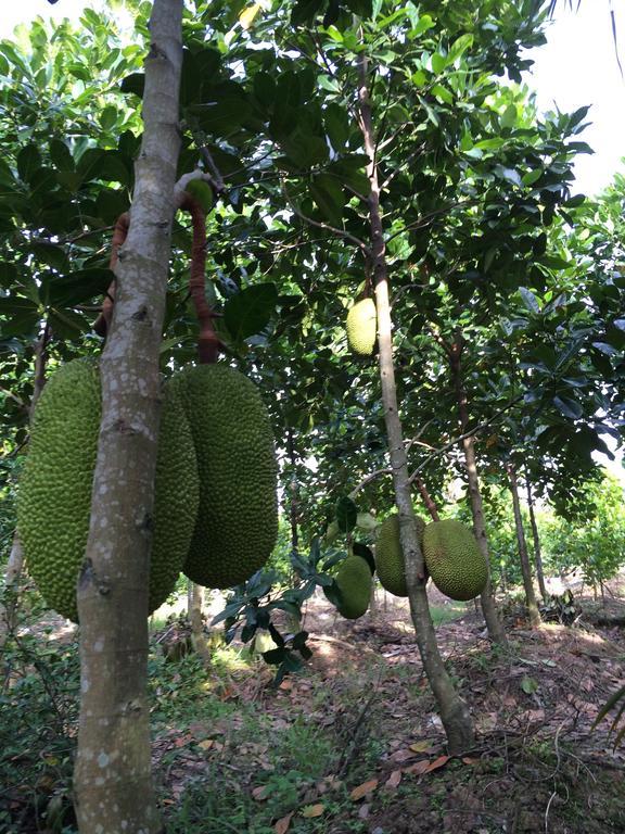 The Durian Lodge At Mekong Cái Bè Cameră foto